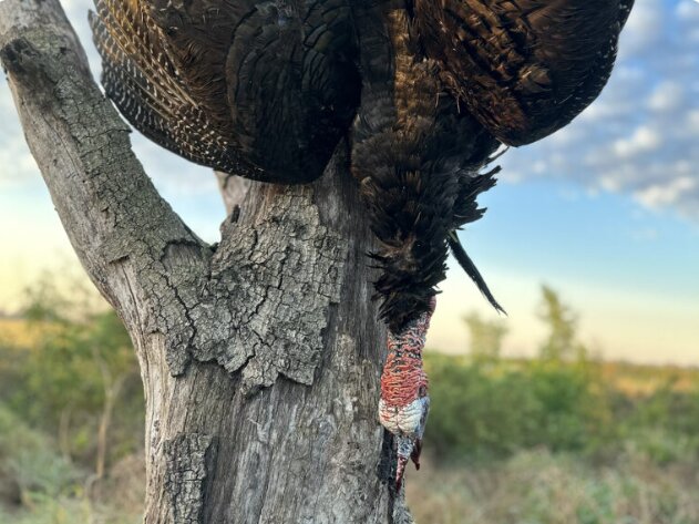 2025 Turkey Hunting Series – Osceola Down